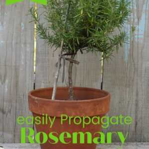 potted rosemary in topiary shape with text overlay, easily Propagate Rosemary, Flower Patch Farmhouse