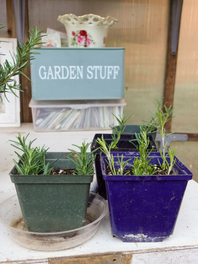 pots with rosemary cuttings freshly stuck