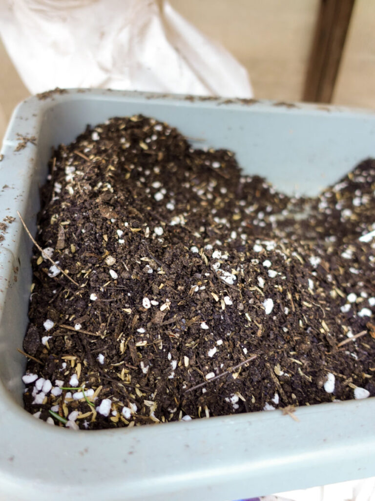 soil ready for rosemary cuttings