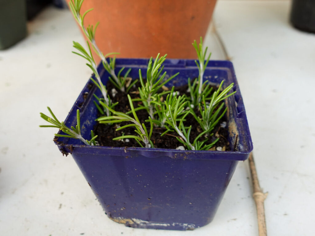 four inch pot filled with Rosemary cuttings