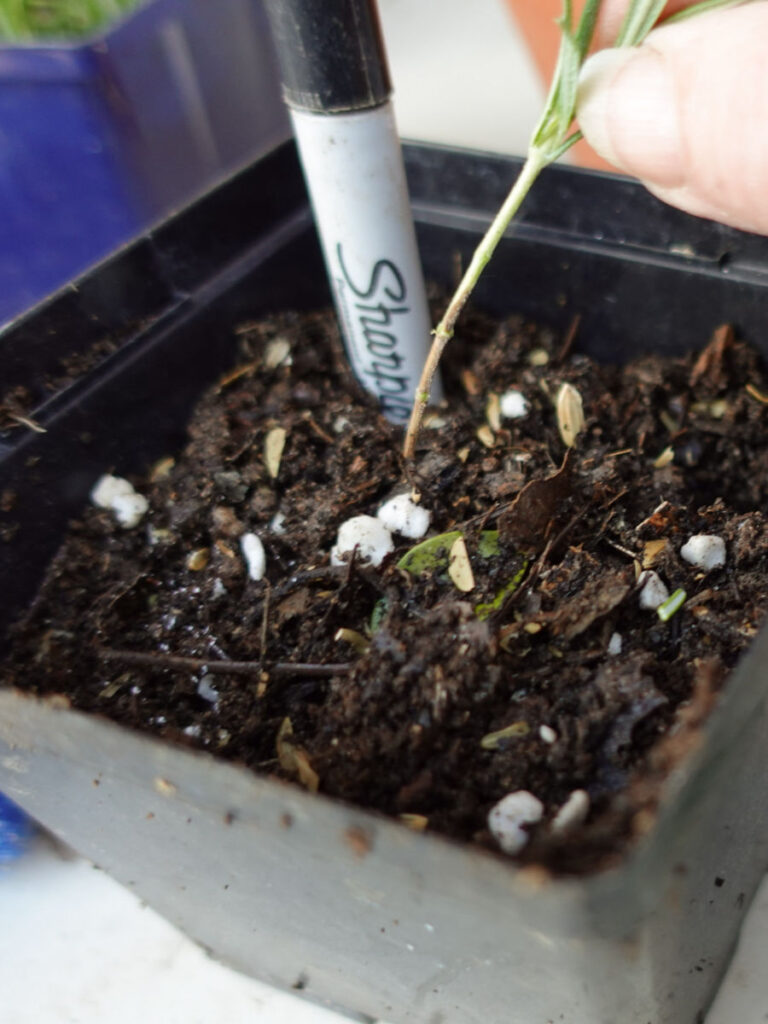 using a sharpie pen to create divot in soil for Rosemary cutting