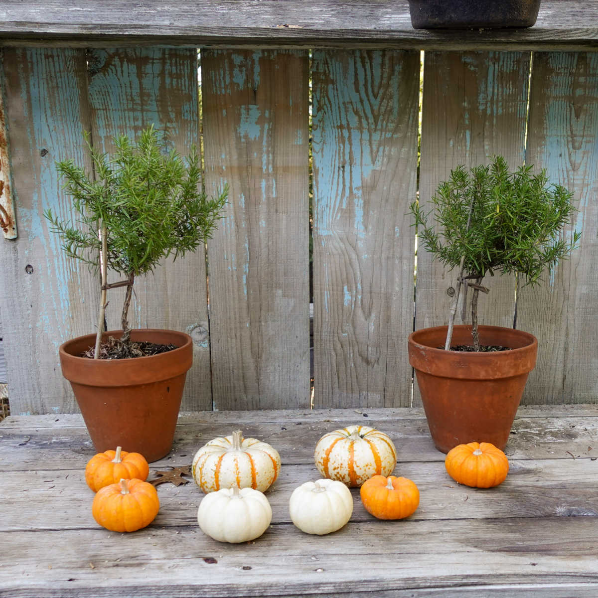 How to Propagate Rosemary Cuttings