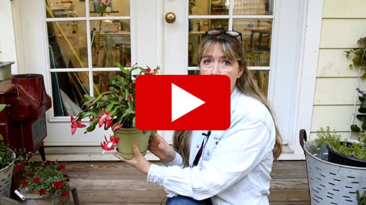 Pam of Flower Patch holding blooming zygo cactus with play button