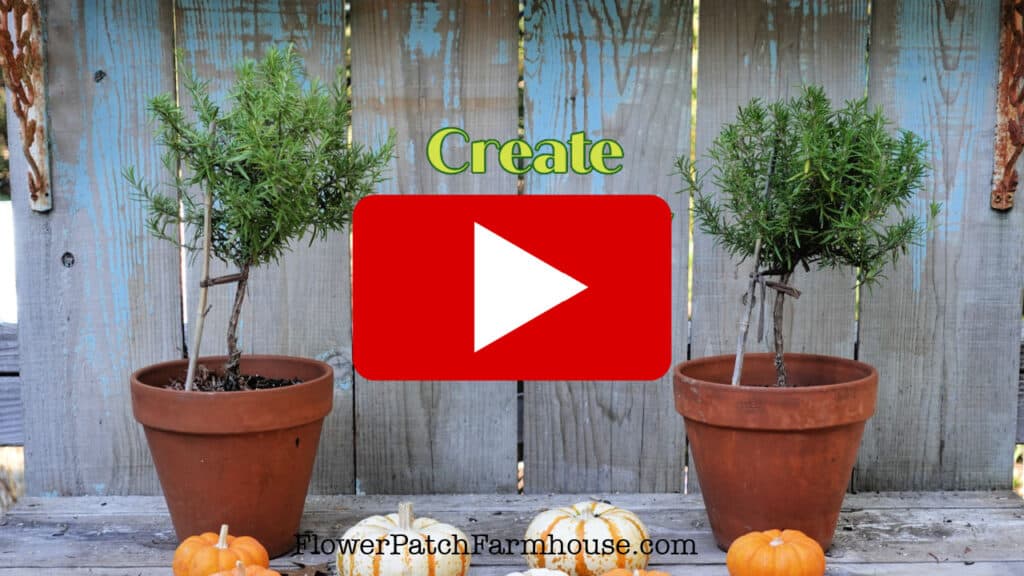 Rosemary topiary with red play button overlay