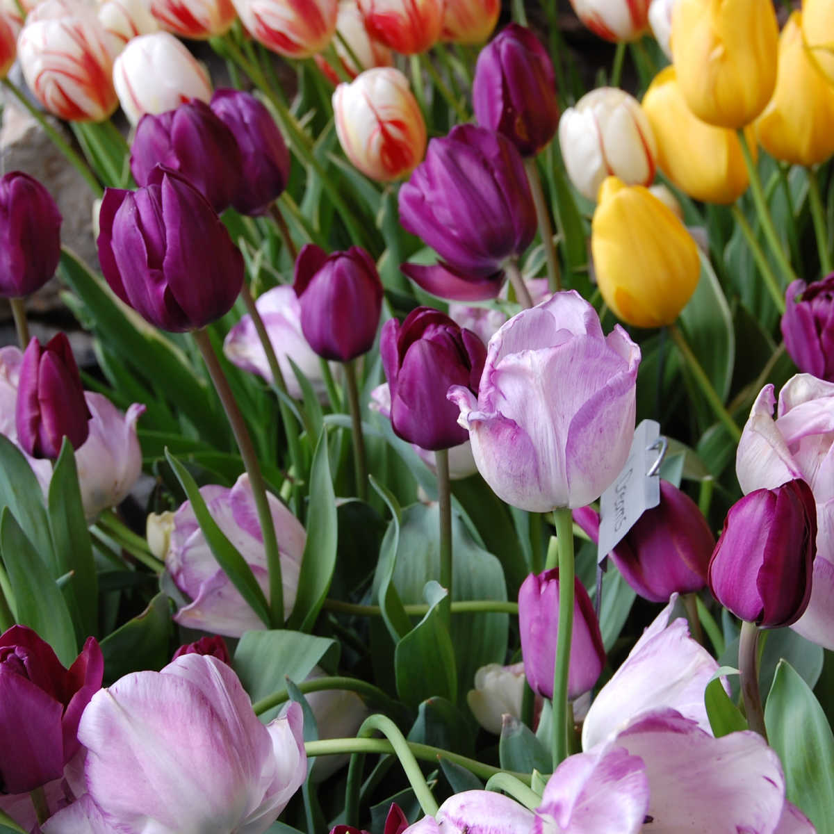 purple, lavender and yellow tulips