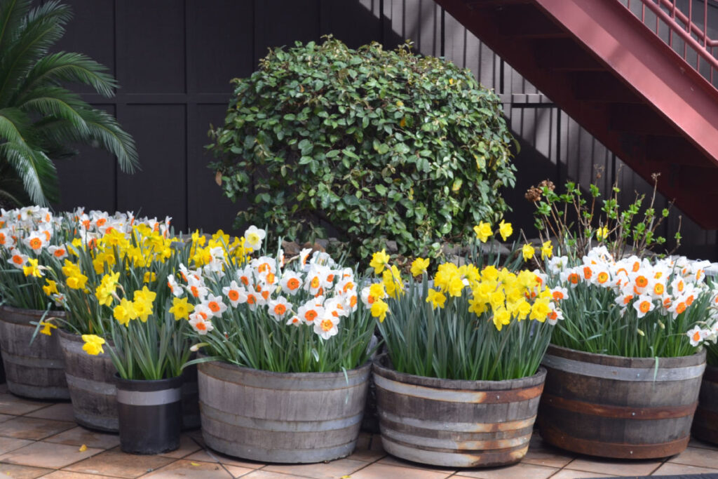 daffodils planted in containers, planting bulbs in pots