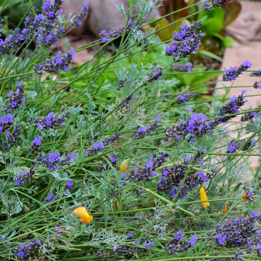 grosso lavender in spring