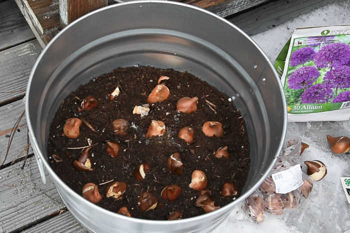 tulips in pots, planting bulbs in containers