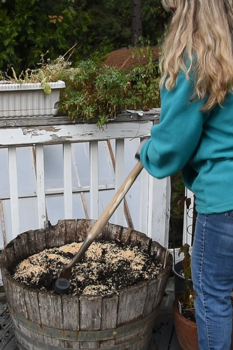 planting bulbs in half wine barrels