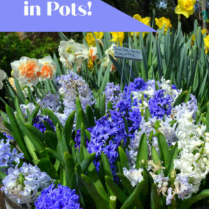 Blooming Spring bulbs planted in pots and containers