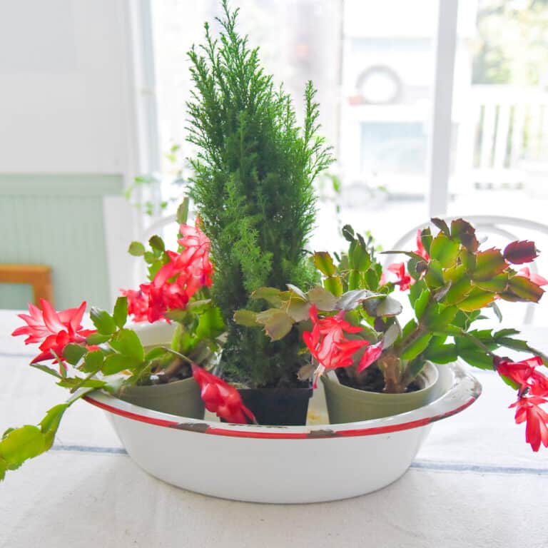 Prune christmas and thanksgiving cactus
