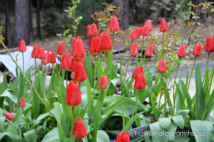 red tulips, planting bulbs in pots