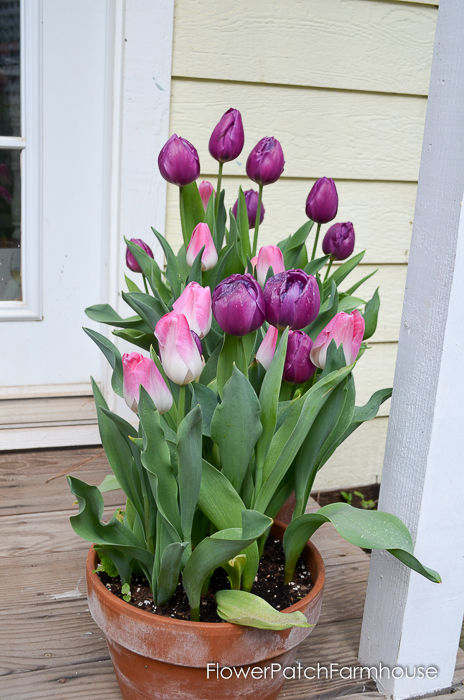 tulips planted in a terracotta pot