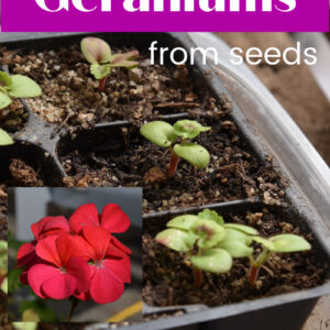 Geranium seedlings with photo of geranium flower overlay, text overlay reads Grow Geraniums from Seeds, Flower Patch Farmhouse dot com