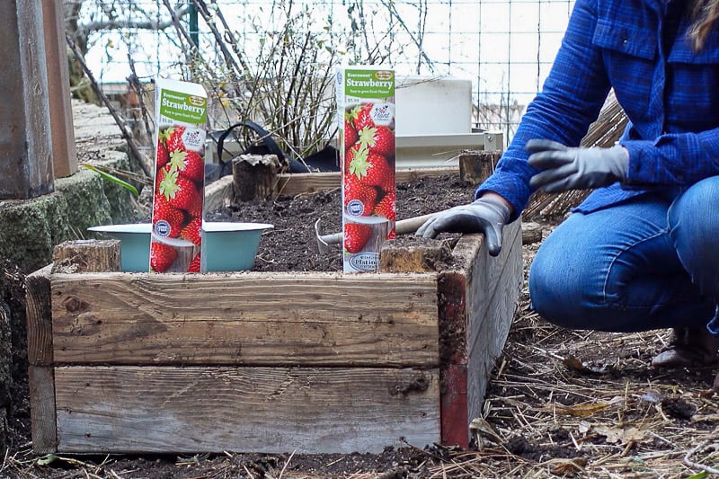 boxes bare root strawberries came in