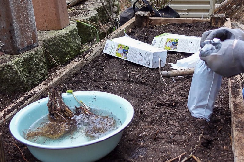 placing bareroot strawberries in tepid water to hydrate before planting