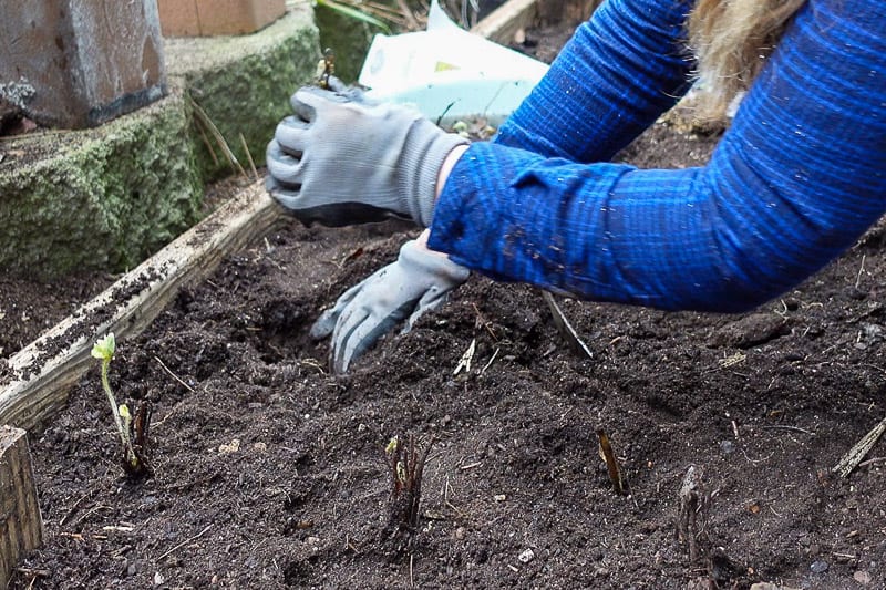 planting strawberries in raised bed