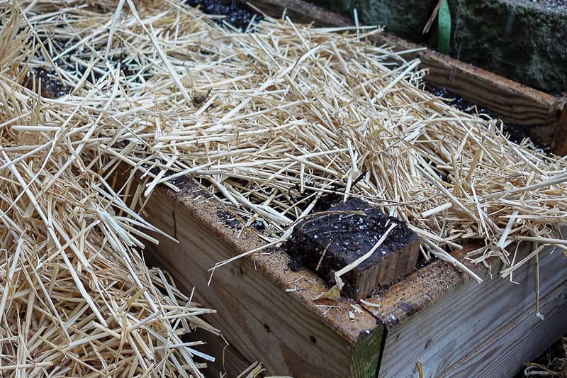 mulching strawberry plants with oat straw