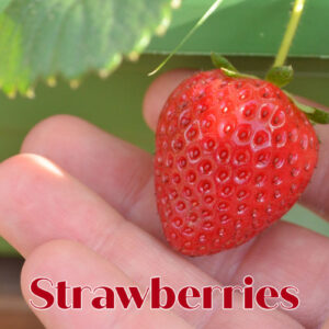 strawberry in a hand