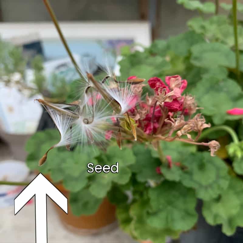 geranium seed on plant