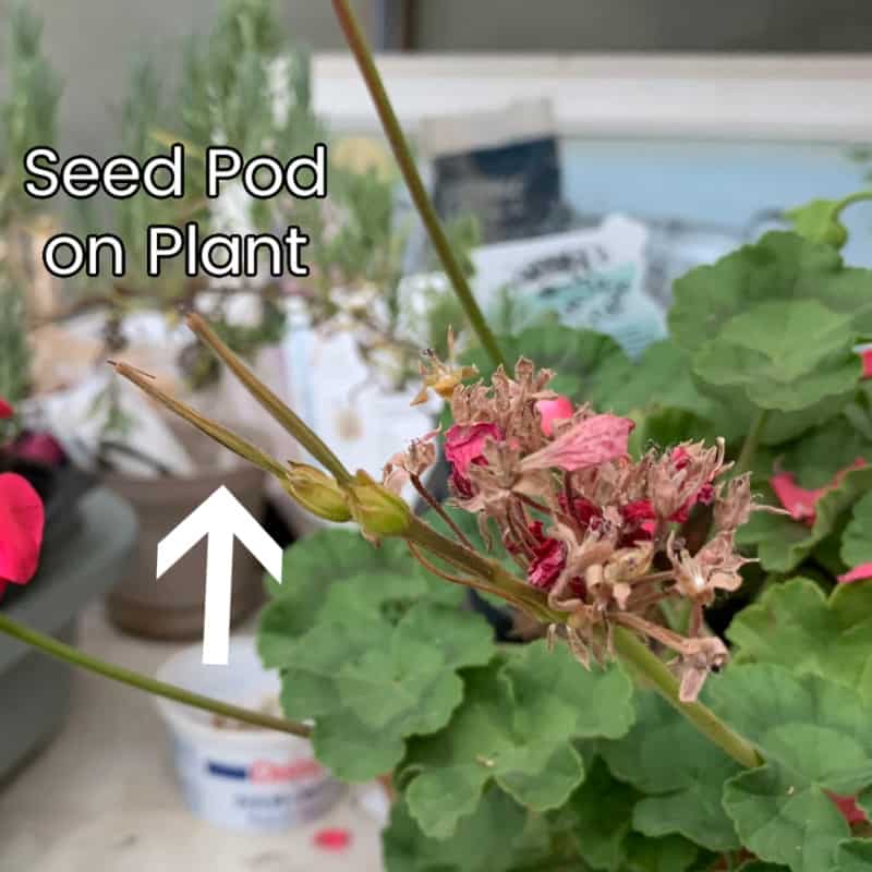 Geranium seed pod on plant