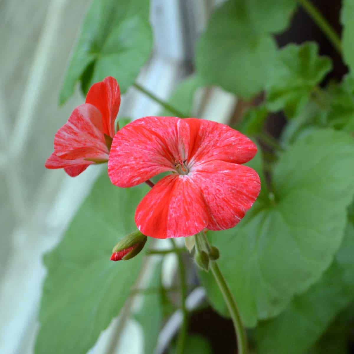 Grow Geraniums from Seed (Pelargoniums)