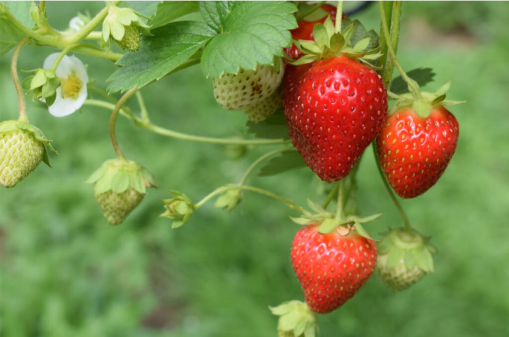 Strawberries on the vine, Plant strawberries, Flower Patch Farmhouse