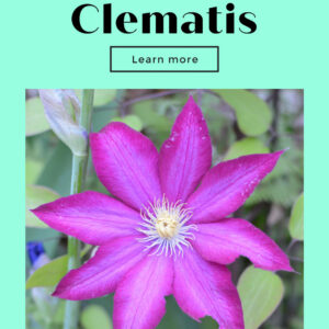 Pink clematis flower with text overlay, How to Plant Bare Root Clematis, Flower Patch Farmhouse dot com