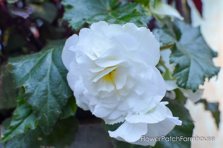 white tuberous begonia flower