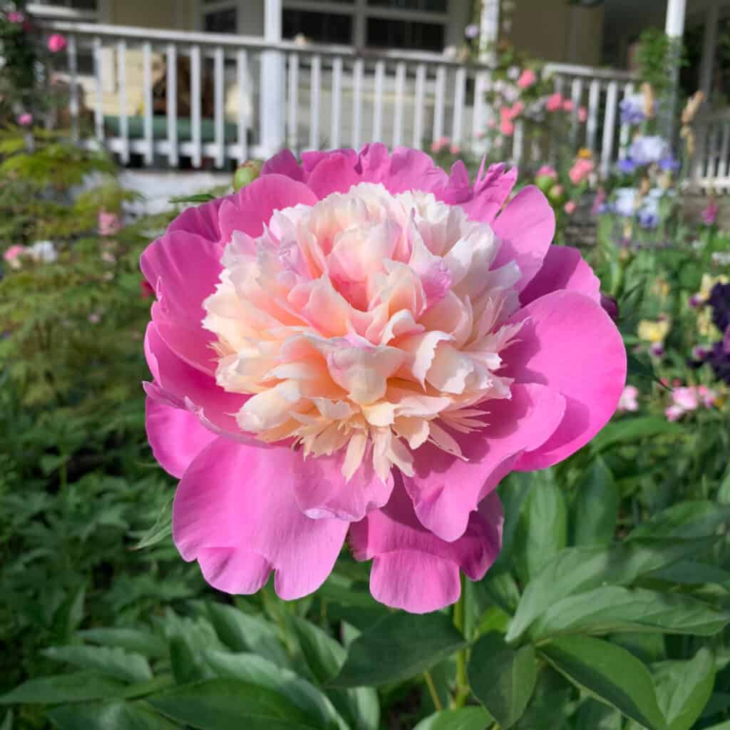 Bowl of Beauty Peony, Peony Planting