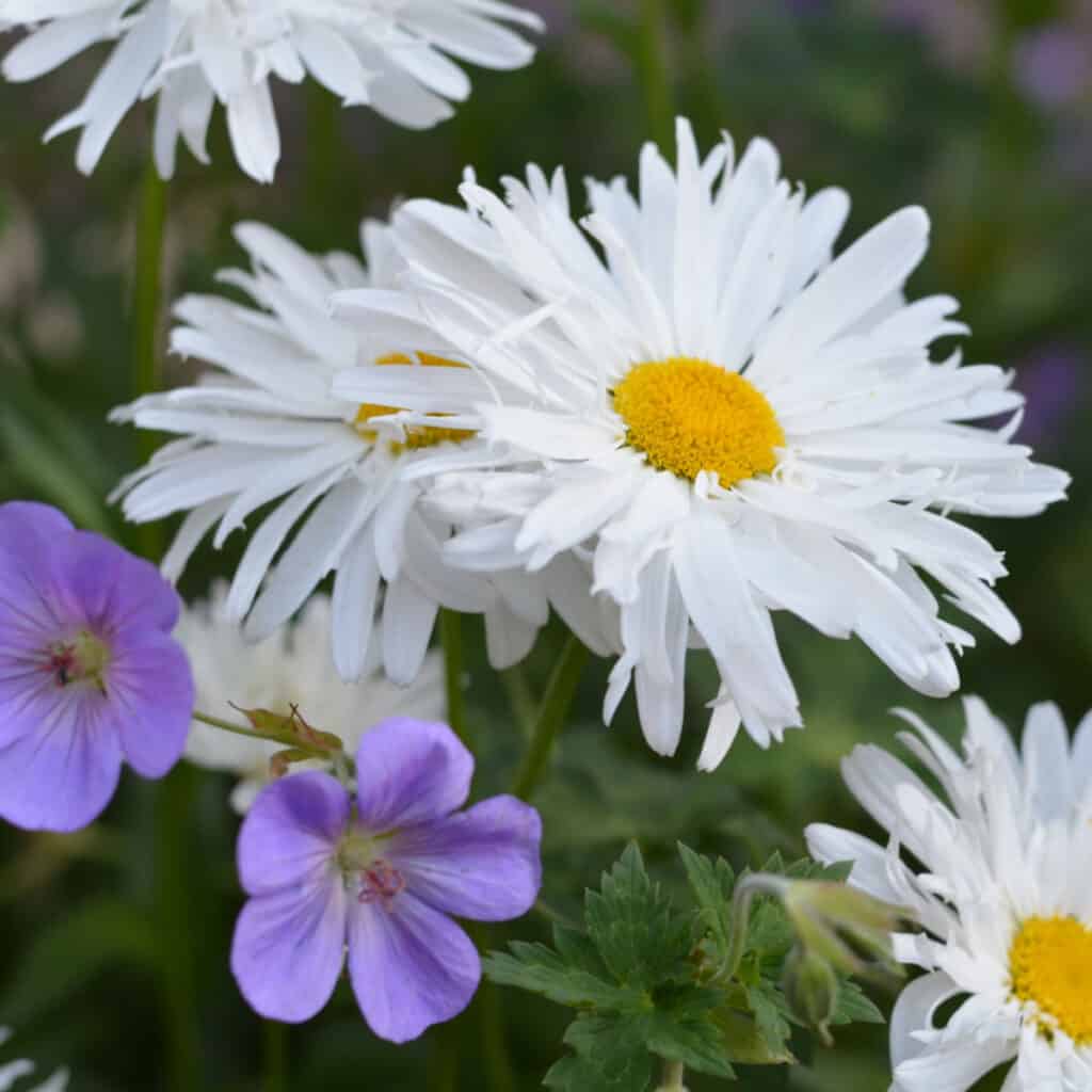 double shasta daisy with rozanne hardy geranium bloom