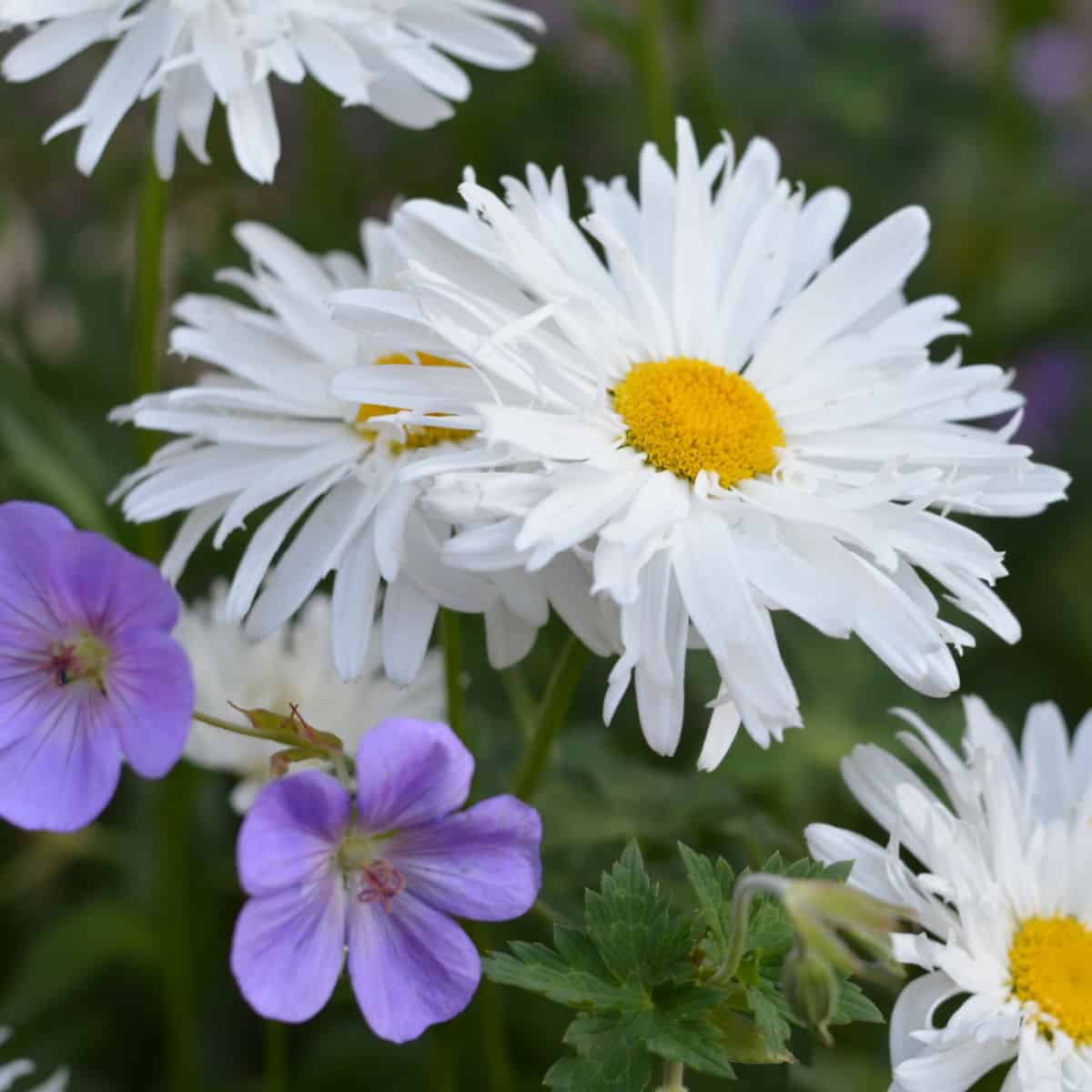 How to Grow Daisies, easily!