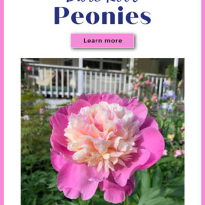Bowl of beauty peony with text overlay, How to Plant Bare Root Peonies, Learn More, Flower Patch Farmhouse dot com