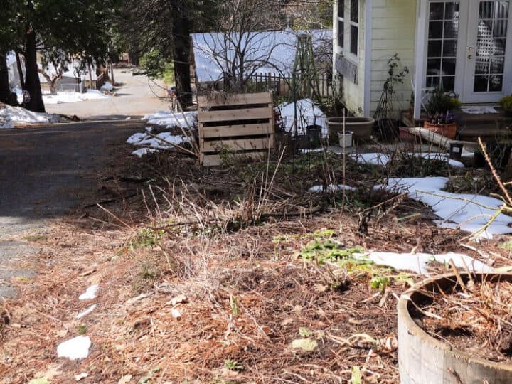 location of planting peonies beside road