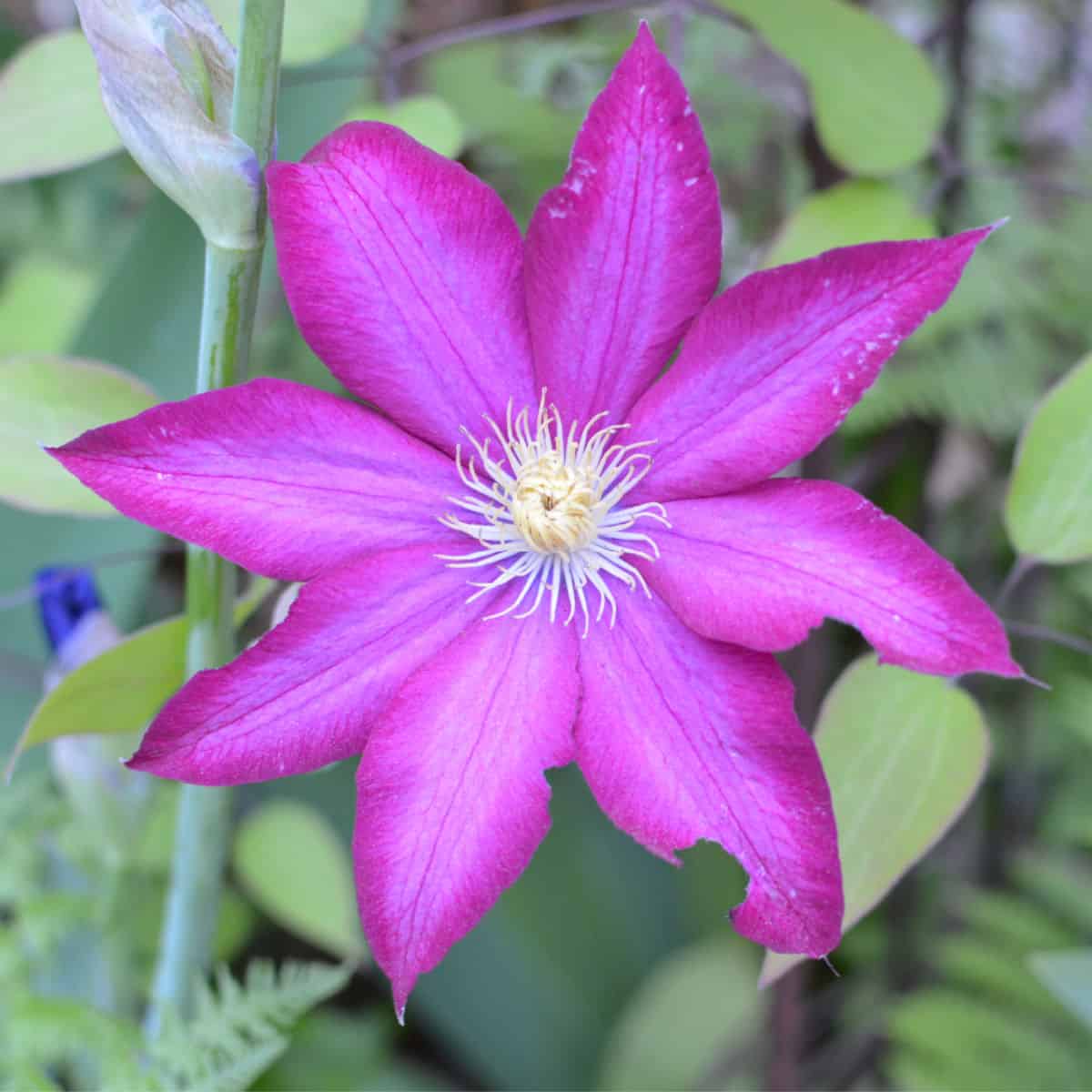 Pink Clematis plant