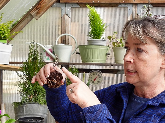 Pam inspecting a bare root clematis taken from the bag it was shipped in