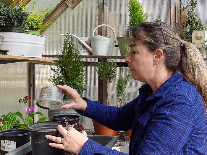 Pam filling one gallon container with potting soil