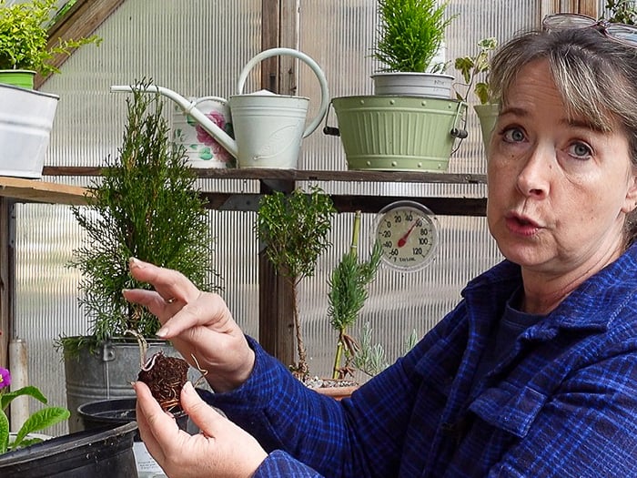 Pam pointing to crown of bare root clematis