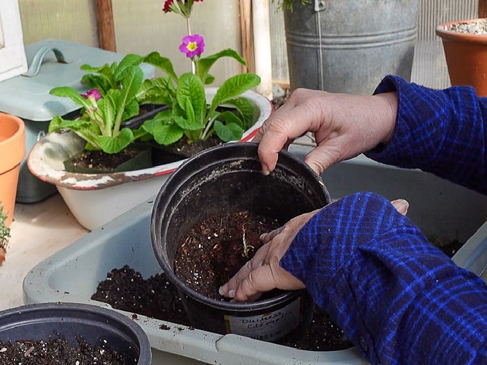 bare root clematis nestled into soil of half filled pot