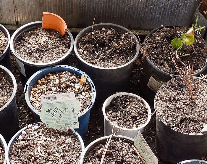 bare root perennials on floor of greenhouse until they can be planted in the garden