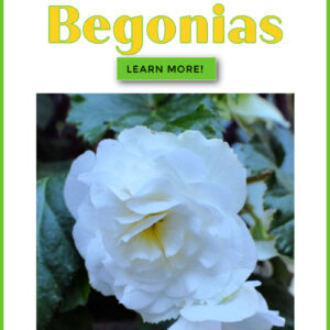 White begonia flower with text overlay, How to Plant Tuberous Begonias, Learn More, Flower Patch Farmhouse dot com