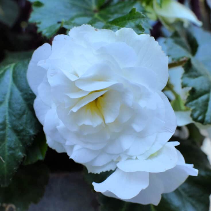 white tuberous begonia flower