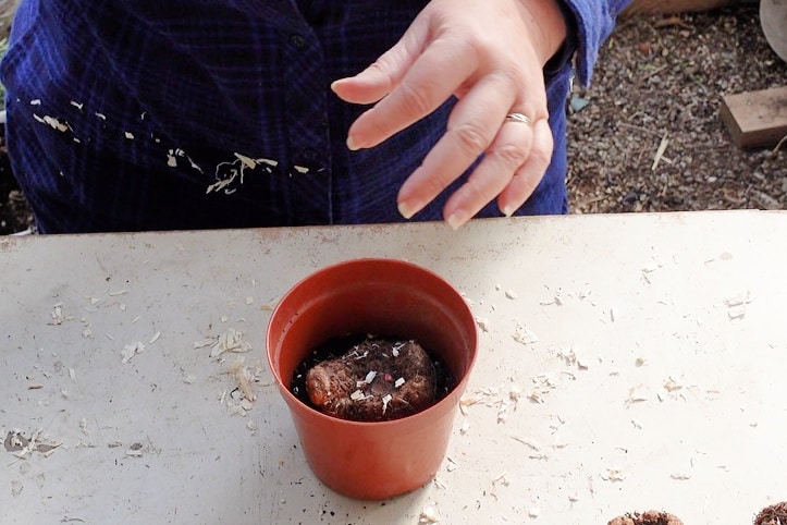 Begonia tuber in pots