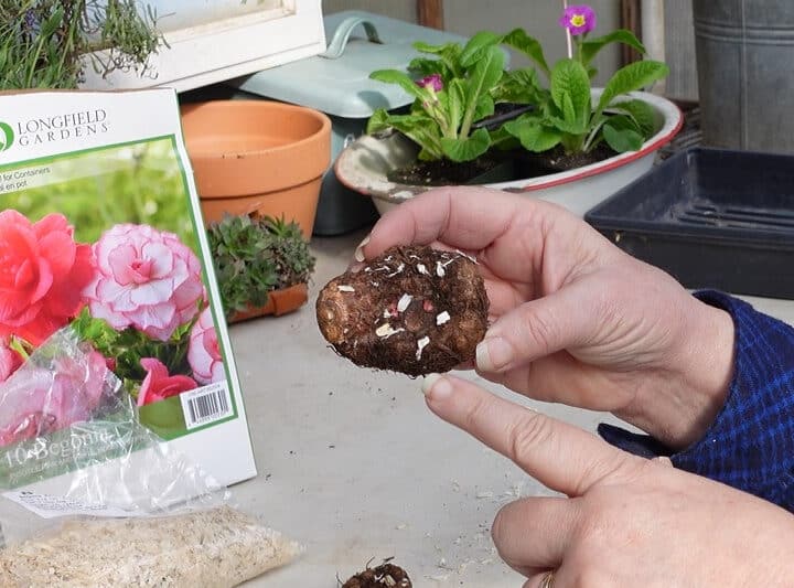 begonia tuber straight out of the package