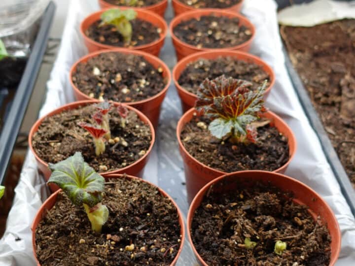 begonias on rack under grow lights sprouting