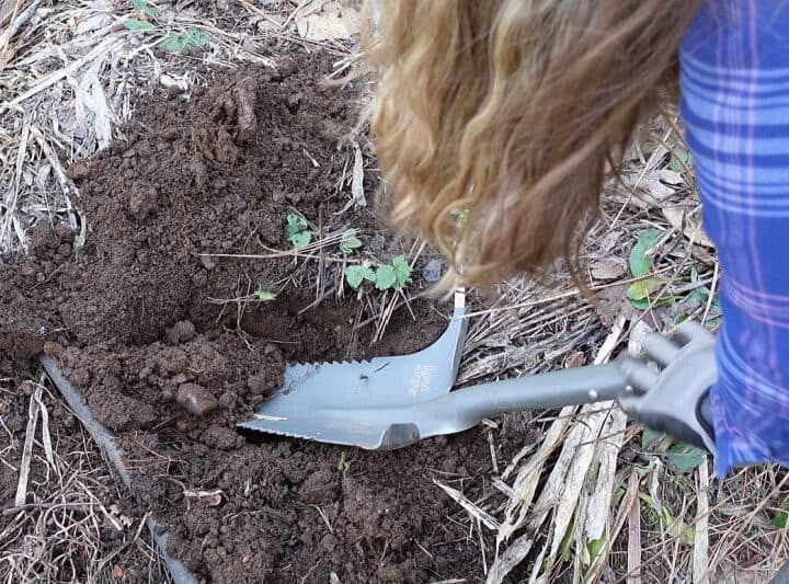 dig hole for peony