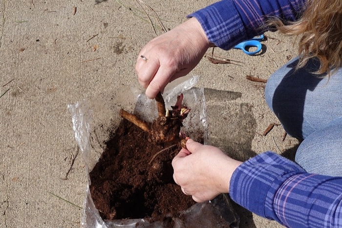 bare root peonies in bag of peat moss