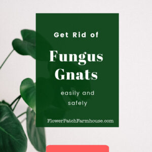 house plant with text overlay, How to Get Rid of Fungus Gnats, safely and easily, Flower Patch Farmhouse dot com Learn More