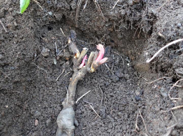 peony piece in planting hole