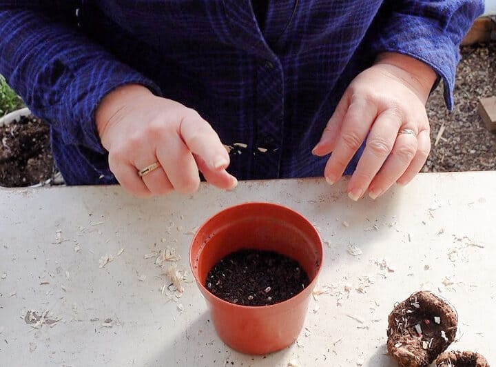 small plastic pot half filled with potting soil
